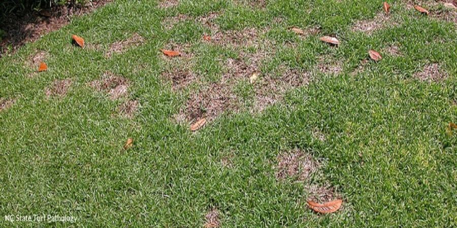 Dollar Spot Lawn Disease