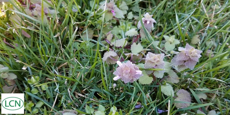 Henbit in Spring