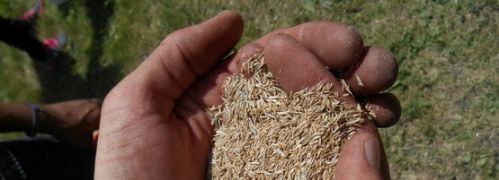 Hand-Seed_555x201jpg-min.jpg