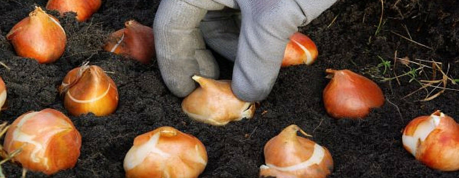 planting bulbs in fall