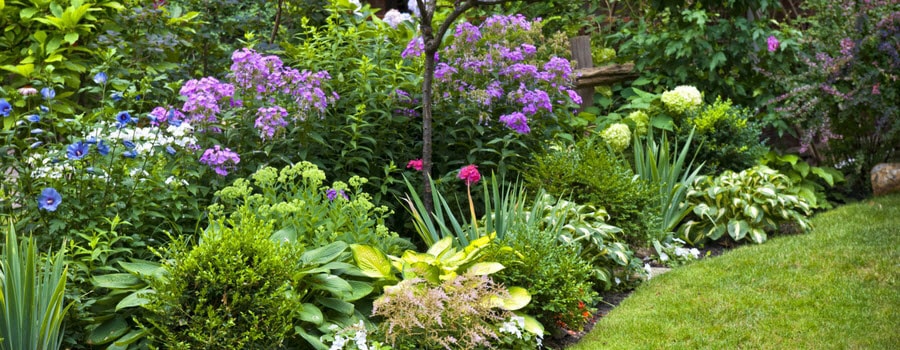 Perennial Garden