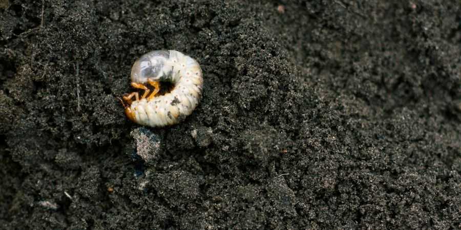 grub bugs in dirt in lawn