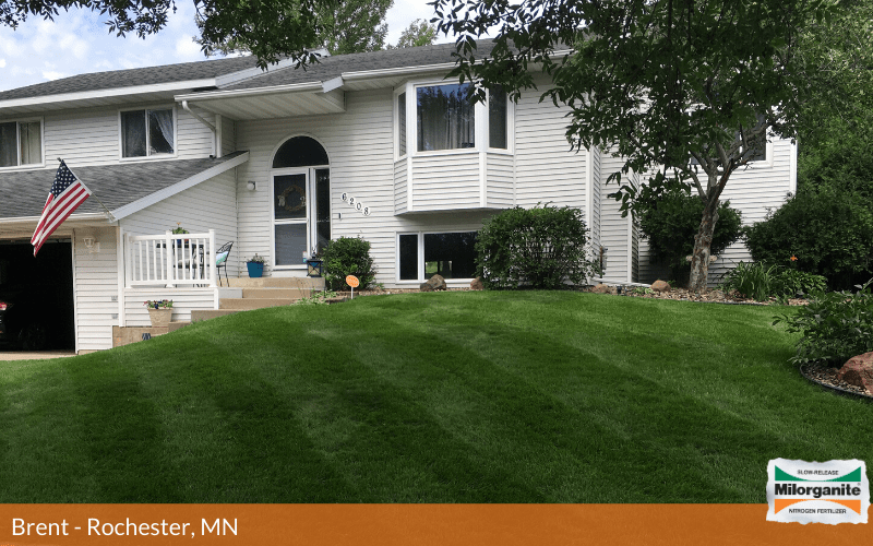 Green front lawn Front lawn fertilized with Milorganite for a healthy green look.