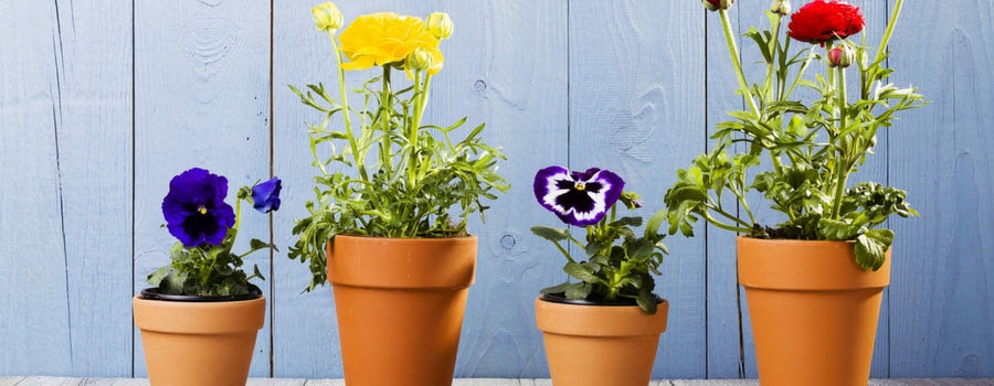 Flowers in Terracotta Pots