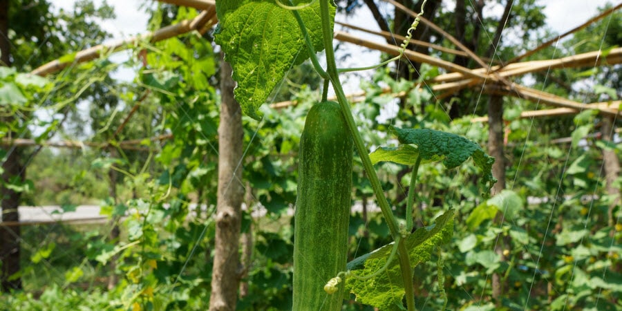 Vertical Gardening with Cucumbers
