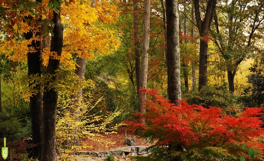 Leaves changing color in fall in the woods