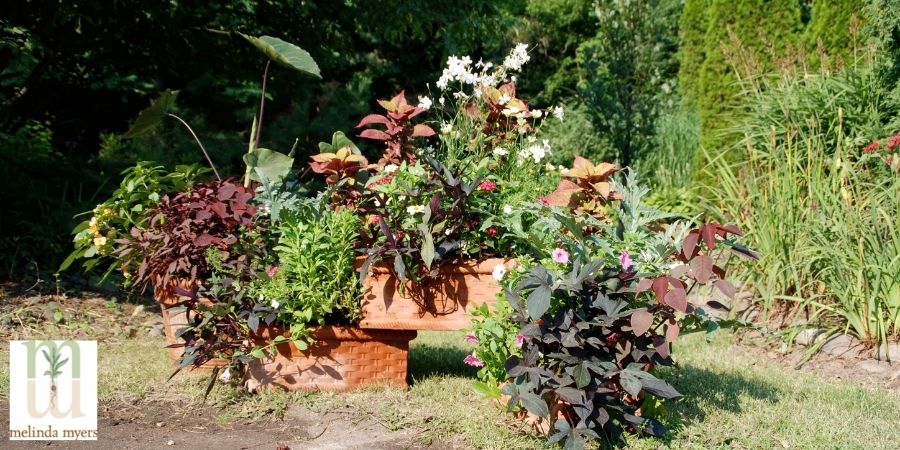 container garden outside on grass