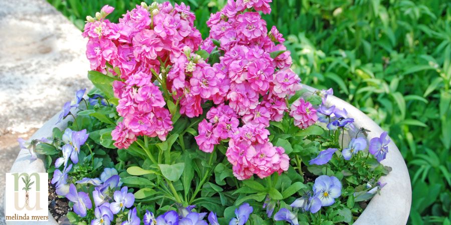 Pink geranium and purple flowers in a container