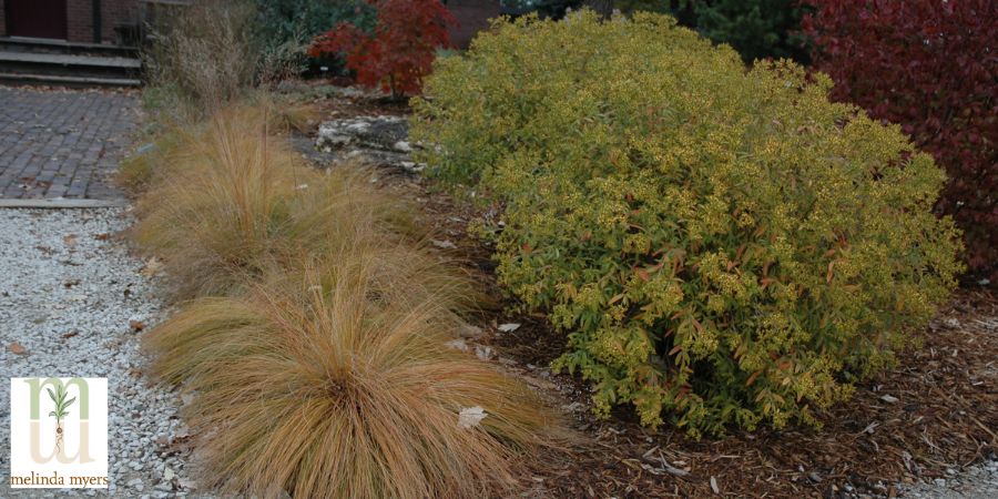 Prairie Dropseed