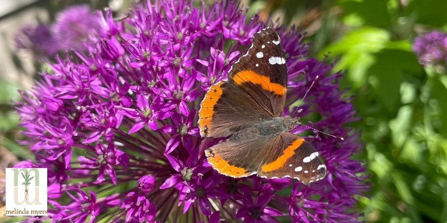MM pollinator red admiral 900x450.webp