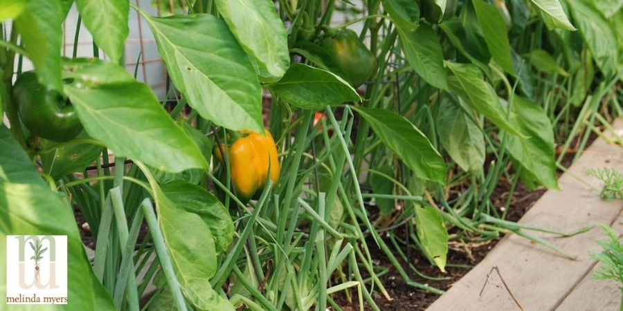 pepper and onion companion planting