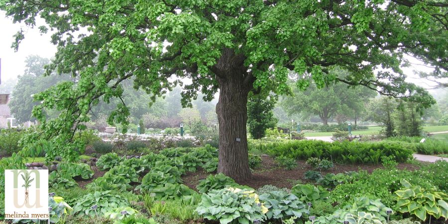 ground cover plants and a tree