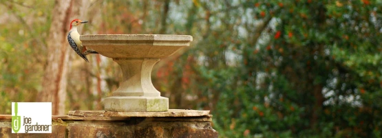 jg_bird_bath_water_feature_555_x_201_px.webp