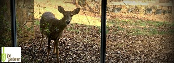 JG_Controlling_Deer_in_Your_Garden_Thumbnail555x201-min.jpg