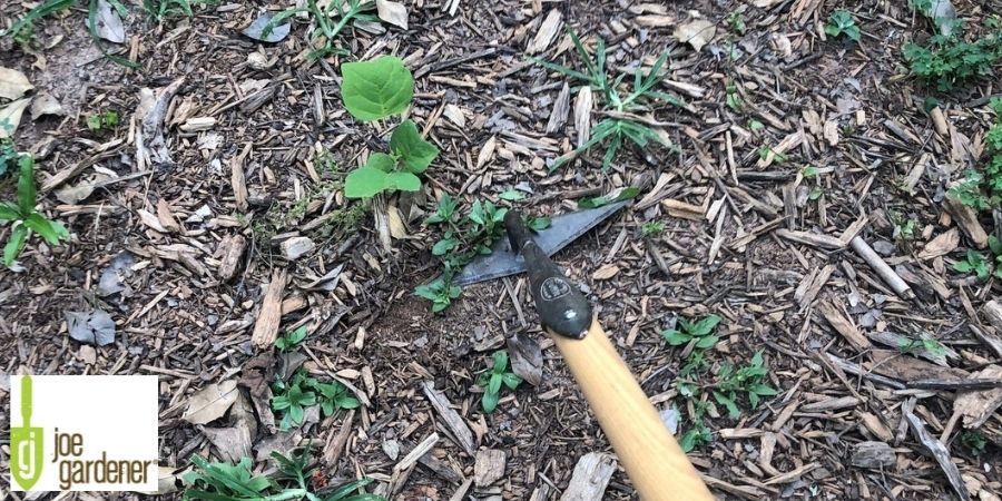 scuffle hoe digging in garden