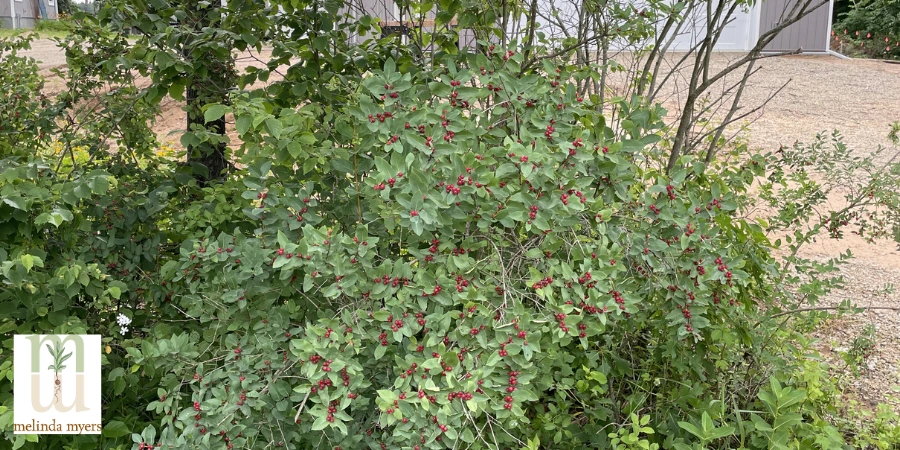 invasive honeysuckle
