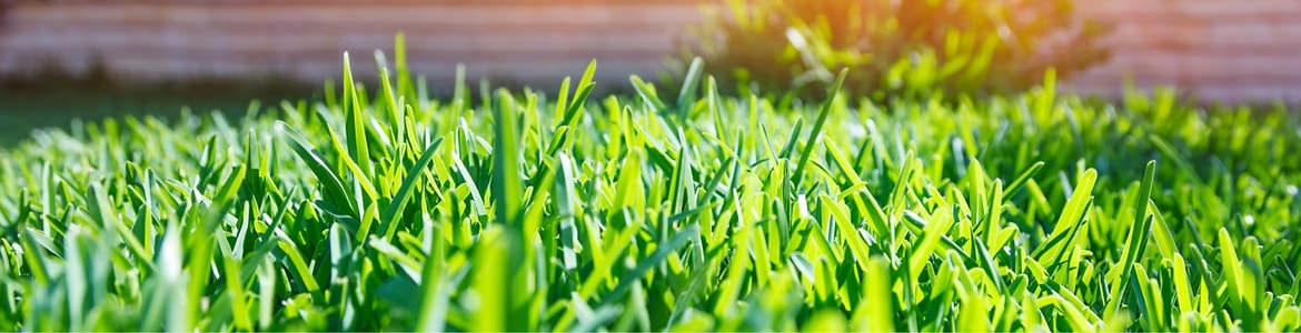 Green healthy grass in the sun.