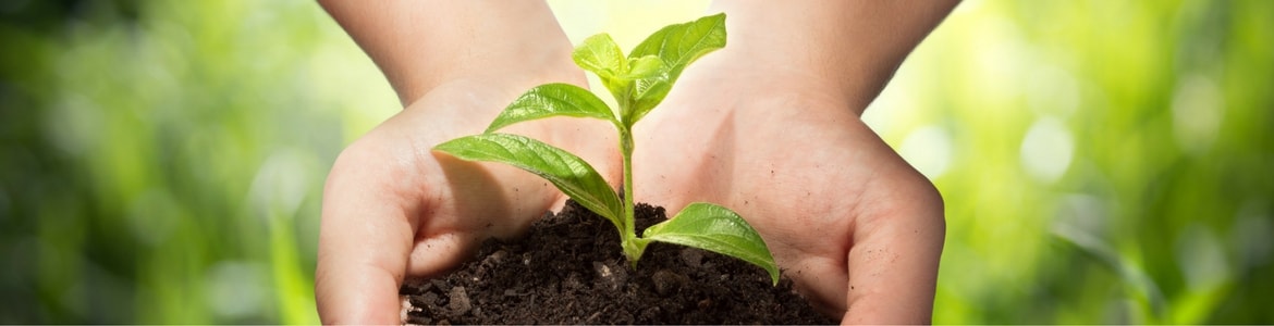 Hands holding plant Hands holding green plant and dirt.