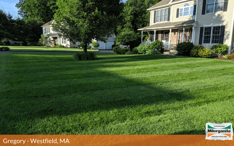 Picture of Milorganite's ability to create healthy green grass. 