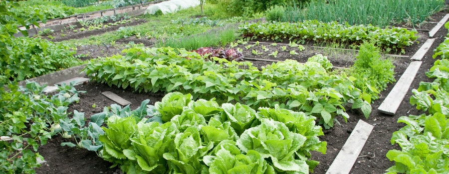 Fertilizing Your Vegetable Garden With Milorganite Milorganite