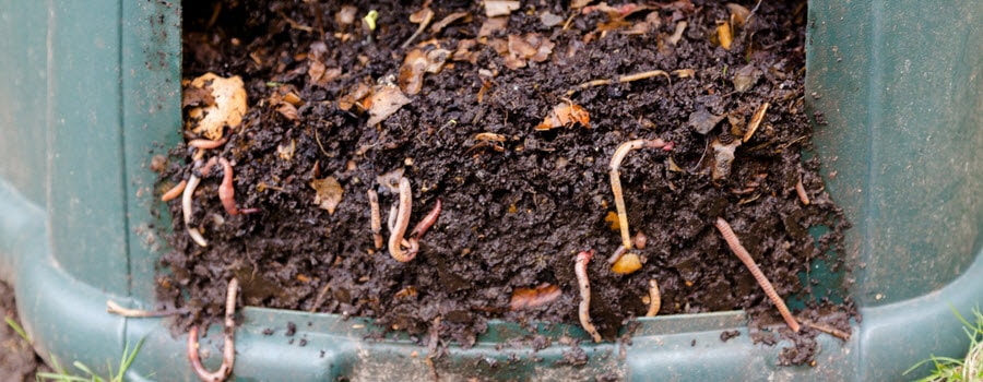 vermiculture or worm casting bin 