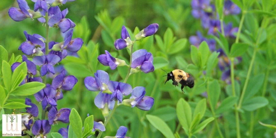 Bee on baptista 