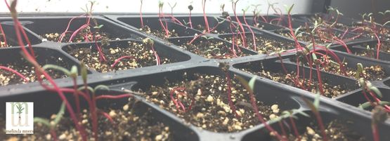 MM_Seeds_Indoors_red_seedlings_thumbnail_555__201_px-min.jpg