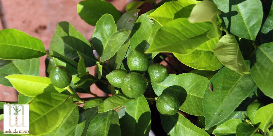 lime plant growing indoors