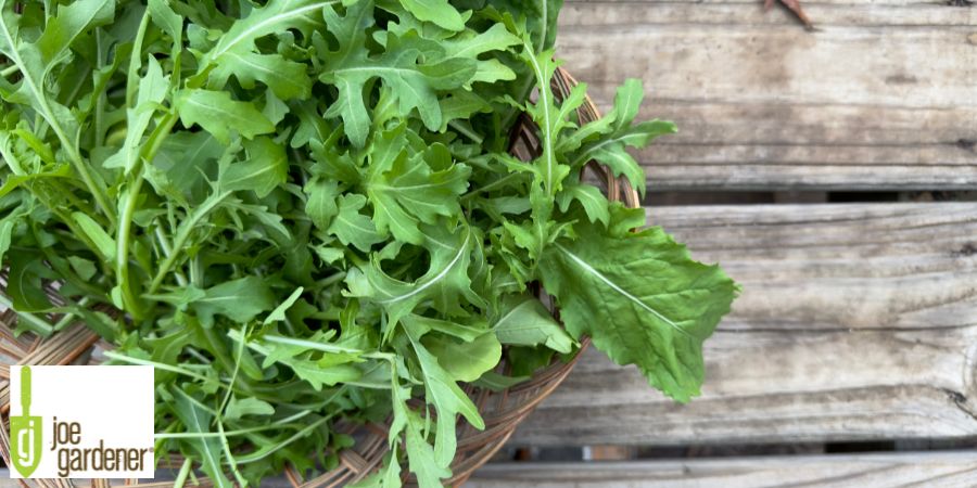 Arugula 