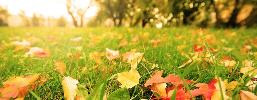 Leaves on the lawn in fall.