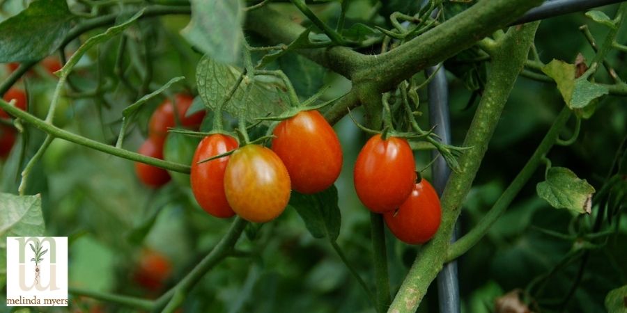 cherry grape tomatoes on vine