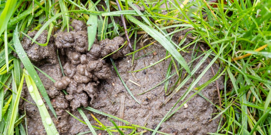 worm castings on the lawn