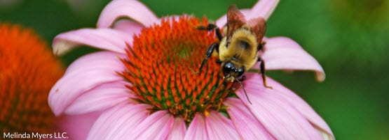 Pollinator_BeeMM_555x201-min.jpg