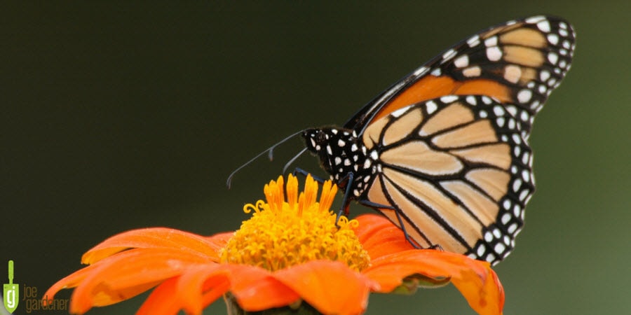 Monarch Butterfly pollinating a flower