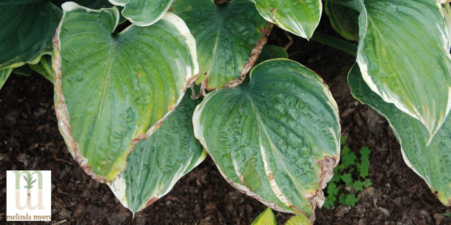 Hostas with leaf scorch from the sun 