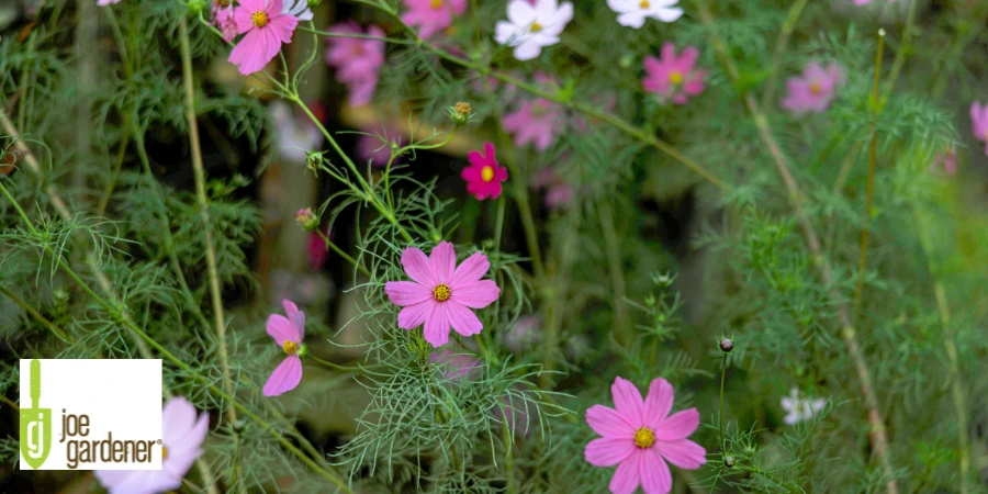 jg pink flowers 900 x 450 px).webp
