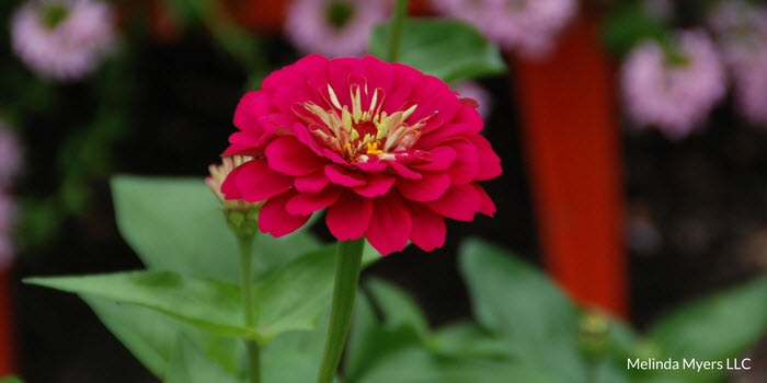 Pink Zinnia