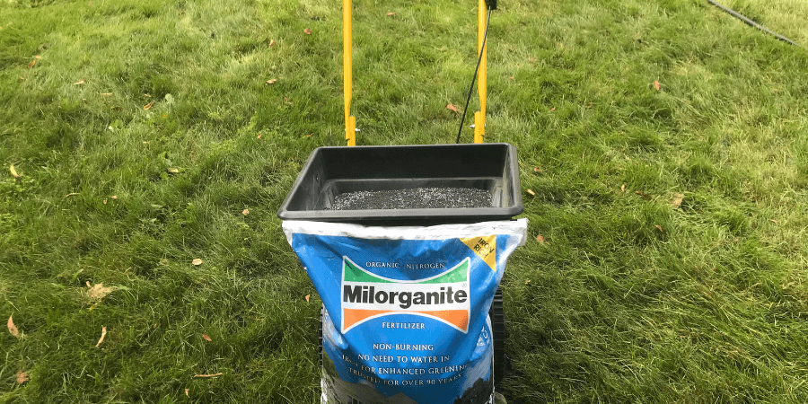 Overseeding and Fertilizing with Milorganite in Fall