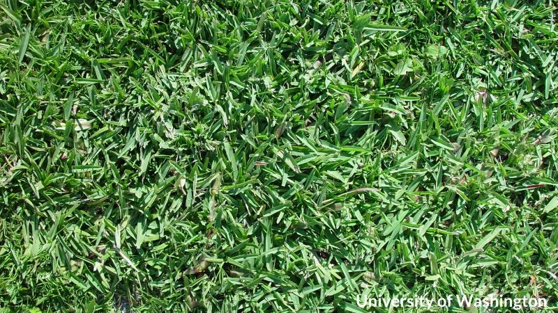 buffalo grass