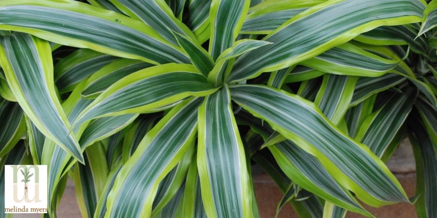 indoor Dracaena Pasquesi 