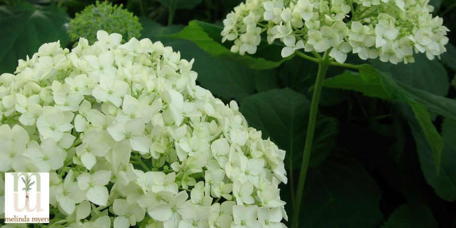 Hydrangea arborescens