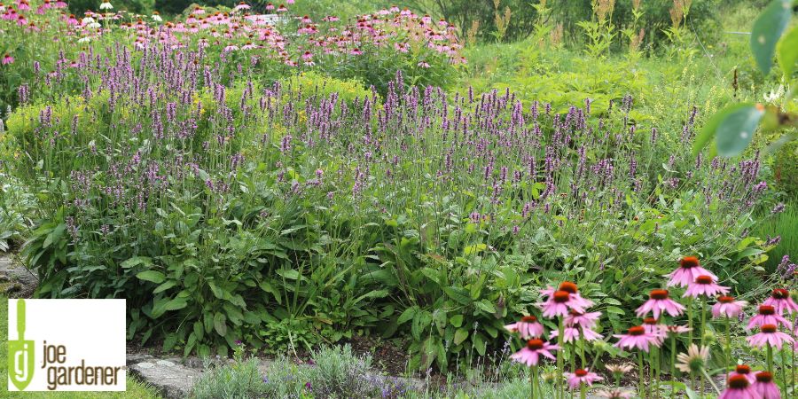 wild garden flowers