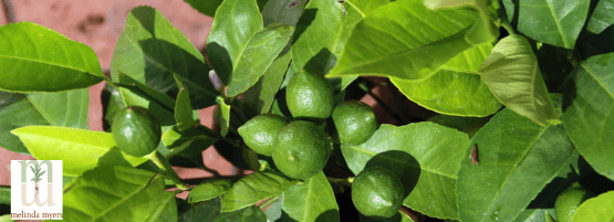 MM_citrus_lime_plant_900x450_555_x_201_px-min.png