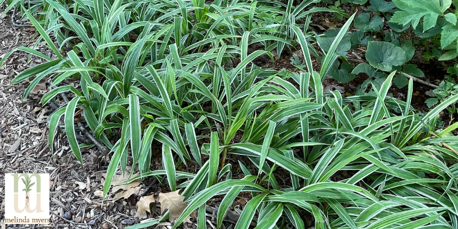 Carex-siderosticha-Variegata