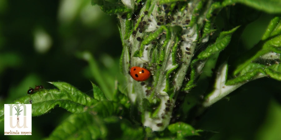 MM climate change ladybug 900x450.webp