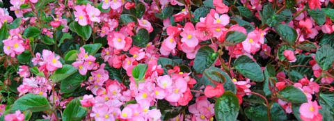 Many bright pink flowers. 