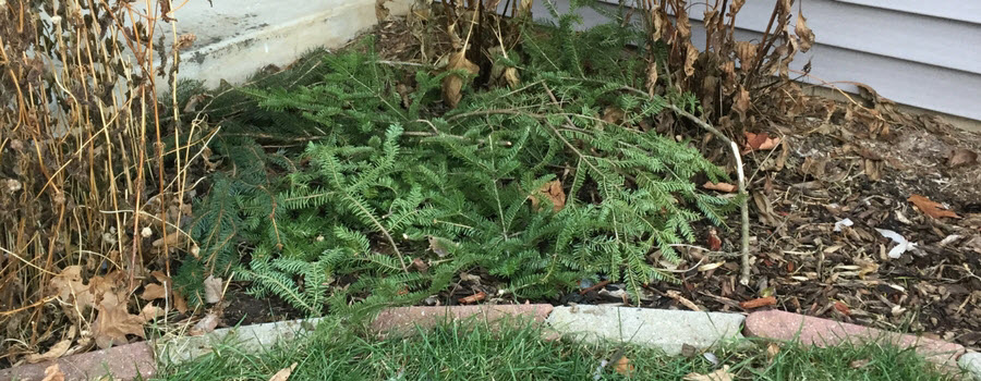 Christmas tree branches as mulch