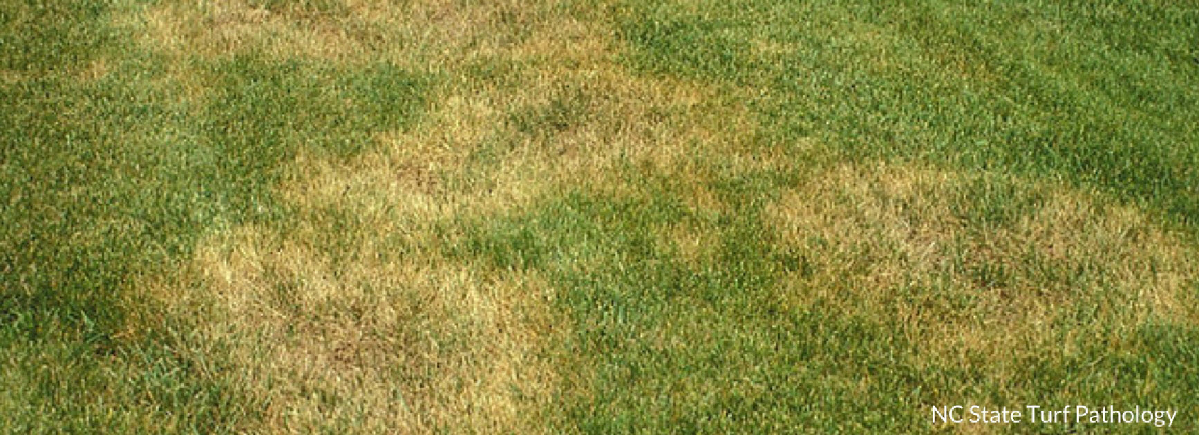 Turf Disease Chart