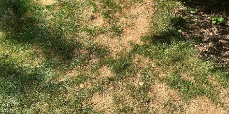 brown patch Lawn Disease Q&A 900x450-min.jpg