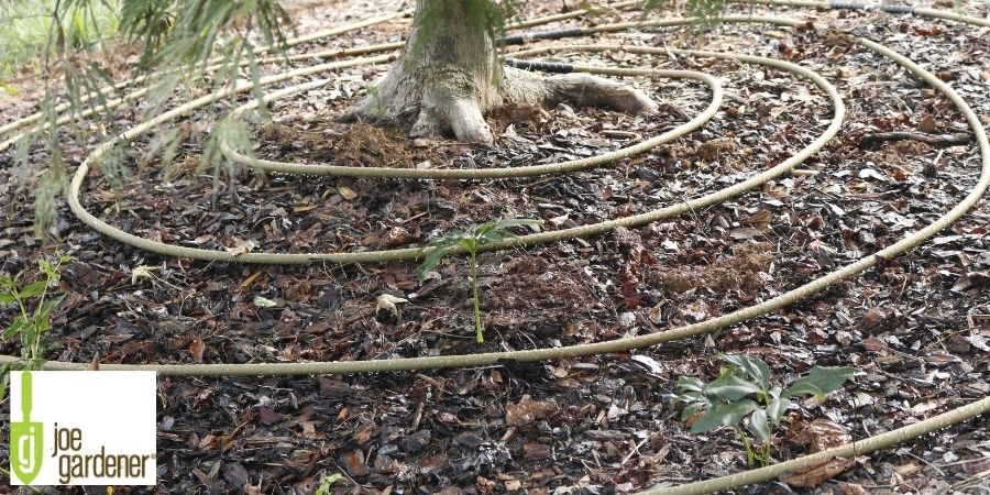 irrigation around a tree